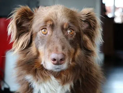 Ce diaree câine