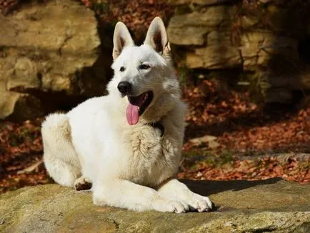 Ce diaree câine