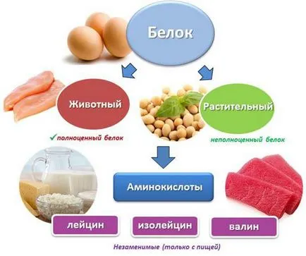 Proteinele sunt ce fel de produse
