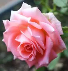 Rasele Rose Rasele Rose