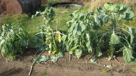 varză de Bruxelles Cultivarea varză de varză de Bruxelles Cultivarea varză de