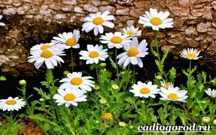 Flori de gradina de musetel
