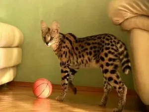 Rasa de pisici Serval Rasa de pisici Serval