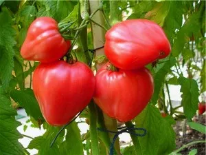 Cel mai delicios varietate de tomate Cel mai delicios varietate de tomate