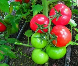 Cel mai delicios varietate de tomate Cel mai delicios varietate de tomate