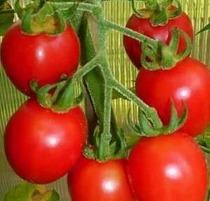 Cel mai delicios varietate de tomate Cel mai delicios varietate de tomate
