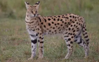 Rasa de pisici Serval Rasa de pisici Serval