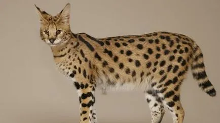 Rasa de pisici Serval Rasa de pisici Serval
