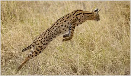 Rasa de pisici Serval Rasa de pisici Serval