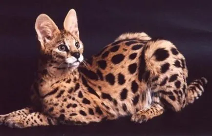 Rasa de pisici Serval Rasa de pisici Serval