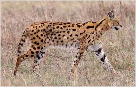 Rasa de pisici Serval Rasa de pisici Serval