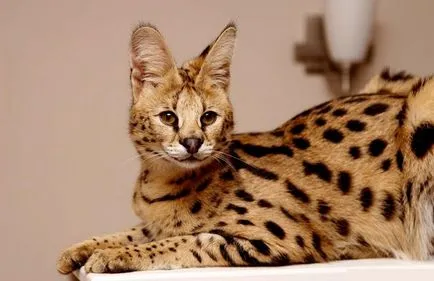 Rasa de pisici Serval