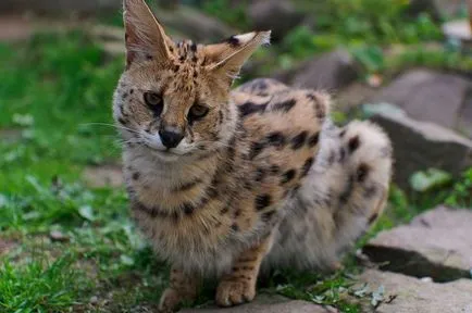 Rasa de pisici Serval