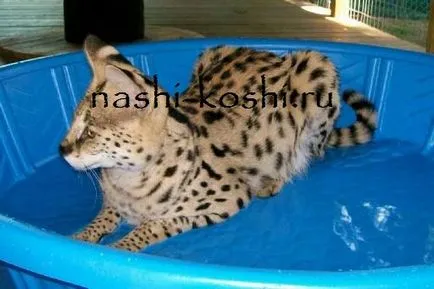 Rasa de pisici Serval