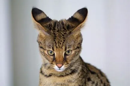 Rasa de pisici Serval