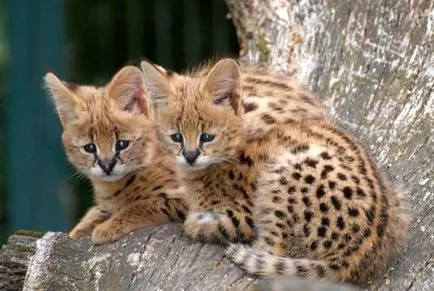 Rasa de pisici Serval Rasa de pisici Serval