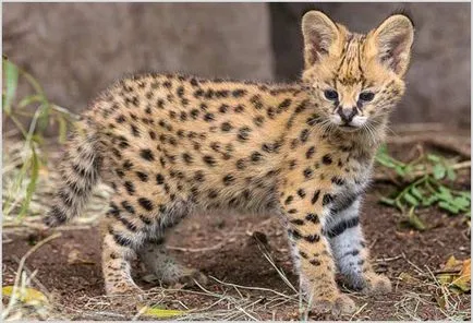 Rasa de pisici Serval Rasa de pisici Serval