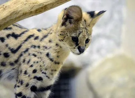 Rasa de pisici Serval Rasa de pisici Serval