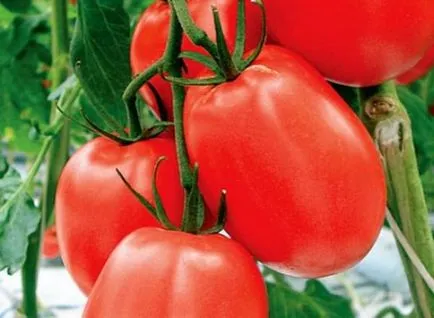 Cel mai delicios varietate de tomate Cel mai delicios varietate de tomate