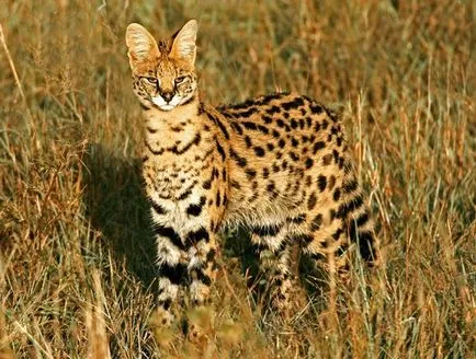 Rasa de pisici Serval