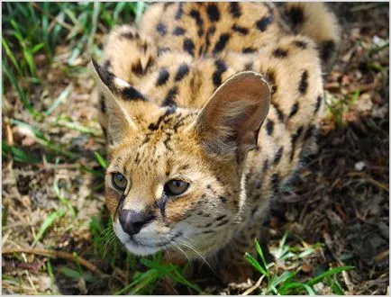 Rasa de pisici Serval Rasa de pisici Serval