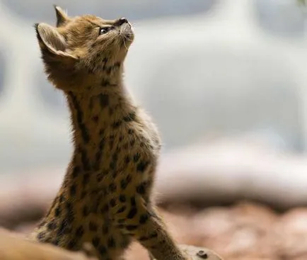 Rasa de pisici Serval Rasa de pisici Serval