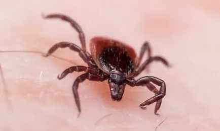 Câine muscat de o capusa decât vindecarea Câine muscat de o capusa decât vindecarea