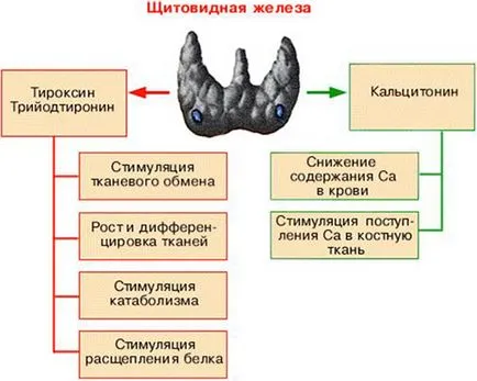 Volumul tiroidian la copii Volumul tiroidian la copii