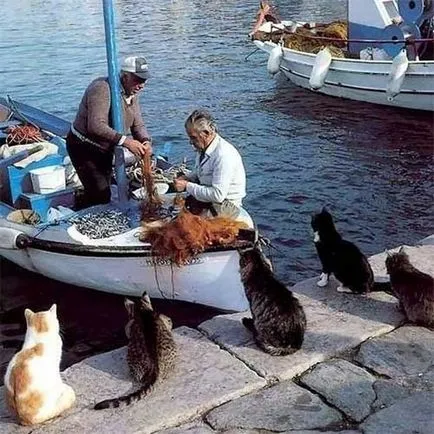 Aceste pisici amuzante Aceste pisici amuzante