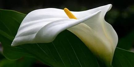Ce infloreste fecale