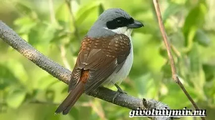 Ce este Shrike