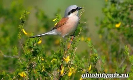 Ce este Shrike