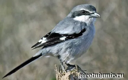 Ce este Shrike