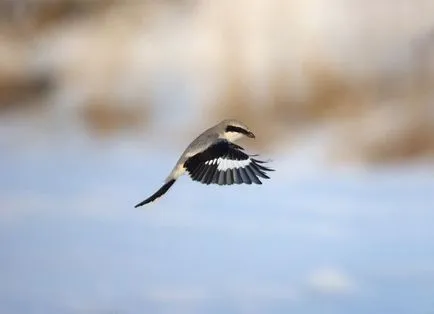 Ce este Shrike Ce este Shrike