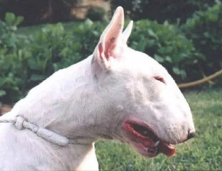 câini victimă