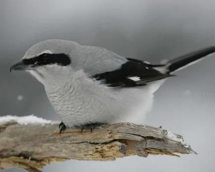 Ce este Shrike Ce este Shrike
