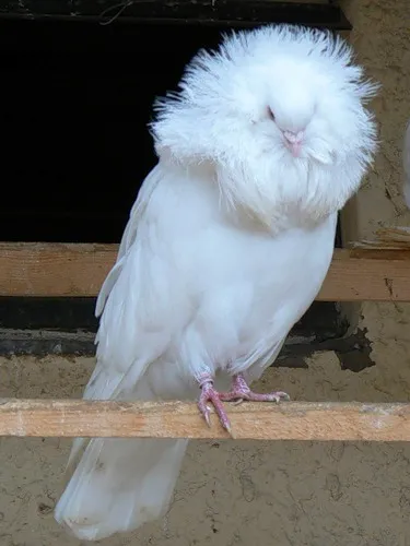 Doves pentru nunti