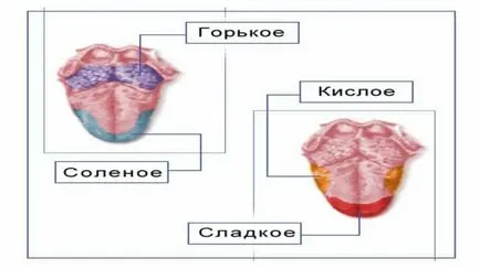 Limba ca corpul uman Limba ca corpul uman