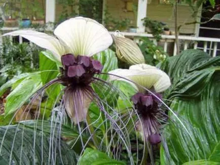 Diavolul floare ca