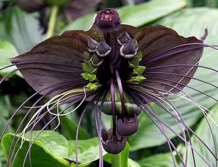 Diavolul floare ca