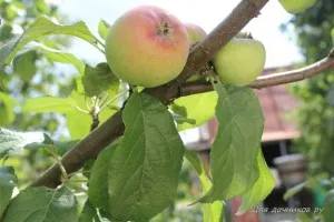 Cum de a face un măr să dea roade, pentru (mere sau fructe) Cum de a face un măr să dea roade, pentru