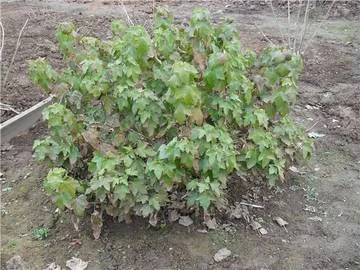 Cum de a proteja împotriva dăunătorilor coacaze