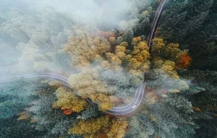 Cum animalele vedea lumea noastră