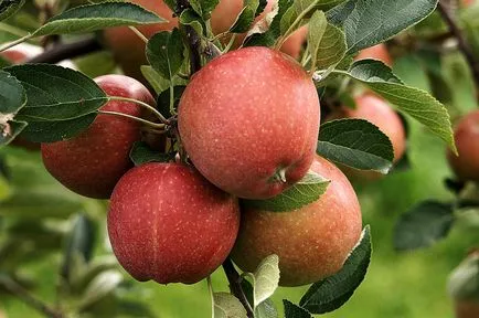 Cum sa faci moduri gradina de fructe 8-violente ale casei sale în localitate