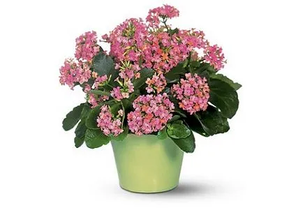 Kalanchoe cu proprietăți utile rece și aplicații ale regulii (aplicarea) Kalanchoe cu proprietăți utile rece și norme de aplicare