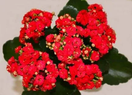Kalanchoe îngrijire înflorire și în creștere la domiciliu (de îngrijire) Kalanchoe îngrijire înflorire și cultivarea în casă