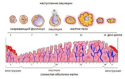 Trage abdomenul inferior ca lunar