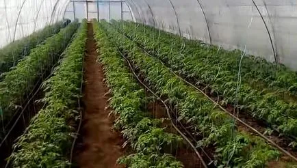 Cum de a vinde tomate