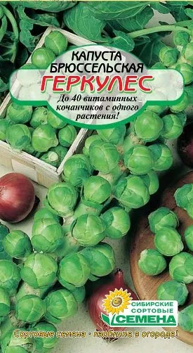 varză de Bruxelles Cultivarea varză de varză de Bruxelles Cultivarea varză de