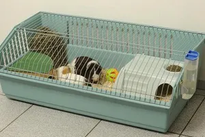 Cum să păstrați cobai Cum să păstrați cobai